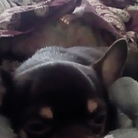 Ярослав Лендер