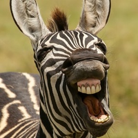 Дмитрий Афонин(1)