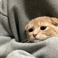 Тема Переебалов'бля