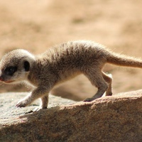 Илья Шальнев