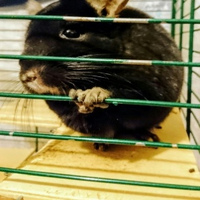 Дмитрий Сипягин