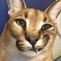 Владислав Мошкин