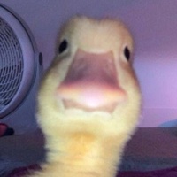 Кирилл Богиров