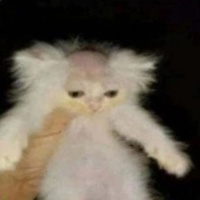 Руслан Полатов