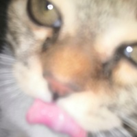 Глеб Прыткин