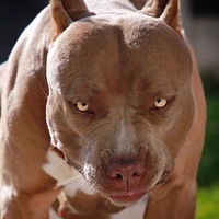 Владимир Костиневич