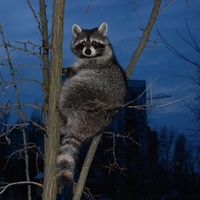 Максим Афанасьев