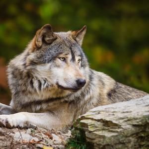 wolf113rus