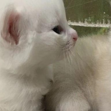 Артём Аверкиев