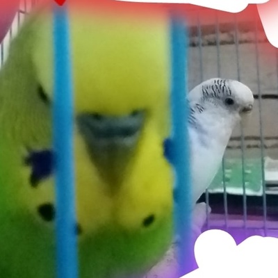 Адель Бариев