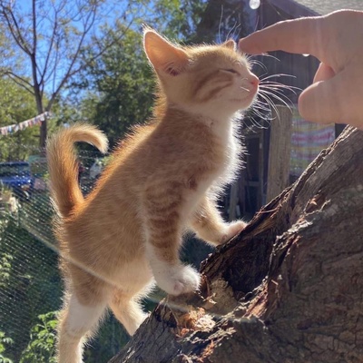 Андрей Макаревич