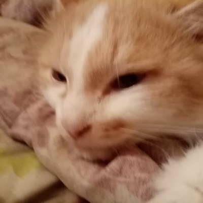 Стас Костылев(1)