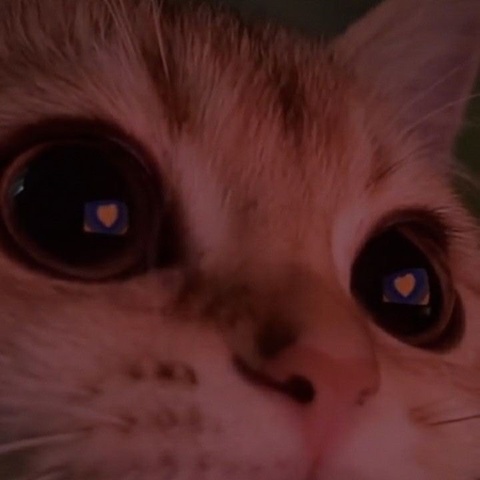 Даниил Кушнир