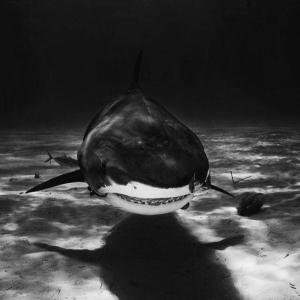 Shark