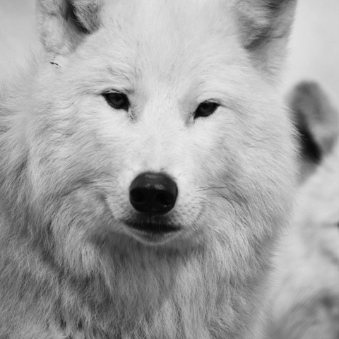 Дима Рязанский